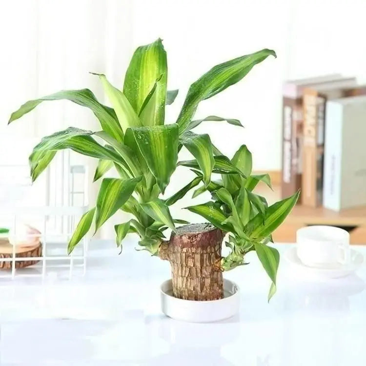 Brazilian Lucky Wood Mini Plant – A Symbol of Positivity
