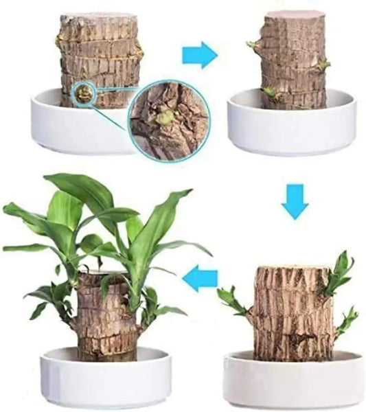 Brazilian Lucky Wood Mini Plant – A Symbol of Positivity
